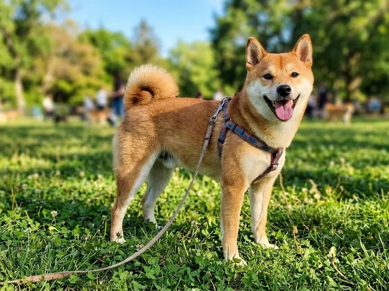 公園で笑顔を見せる柴犬の屋外写真